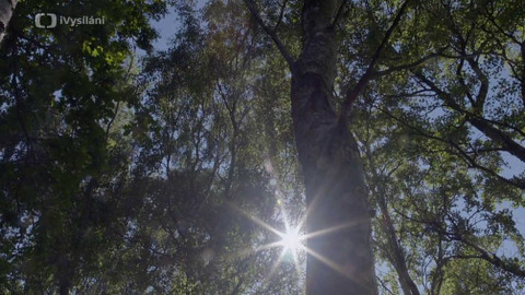 Minuty z přírody - Bříza ojcovská