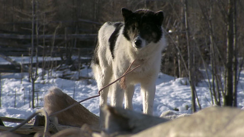Safari z Knihy džunglí - Epizoda 14/26