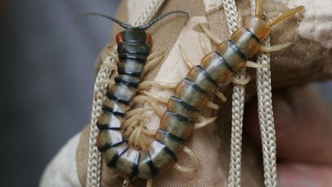 60 zvířecích zabijáků - Epizoda 5/6