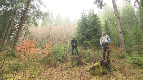 Nedej se! - Hlas Šumavy