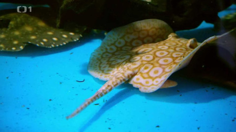 Polopatě - 29. března 2020