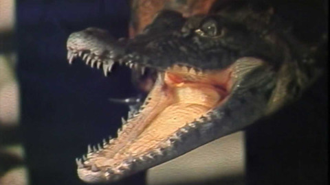 Archiv dne - 24. srpen 1983: Krokodýl ze zverimexu