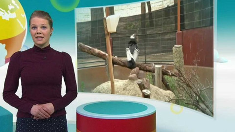 Zprávičky - 19. února 2017