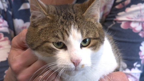 Chcete mě? - Chcete je?