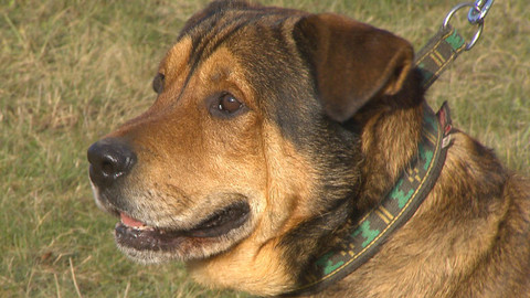 Chcete mě? - Chcete je?