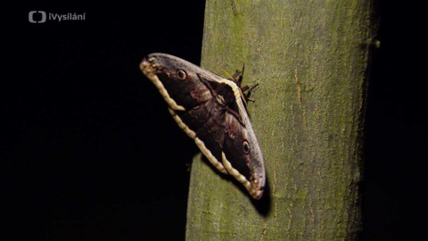 Minuty z přírody - Martináč hrušňový