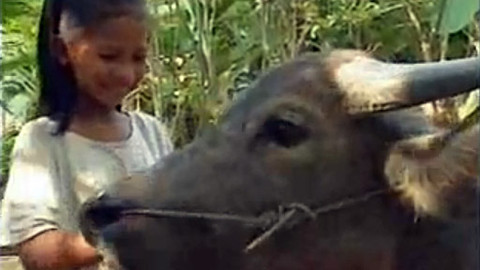 Můj mazlíček - 16/26 Koun a její vodní buvol