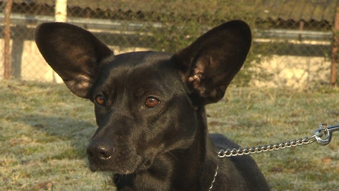 Chcete mě? - Chcete je?