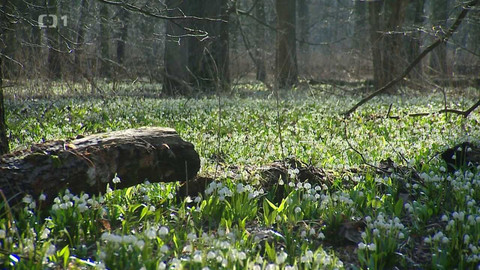 Týden v regionech (Ostrava) - 11. března 2023