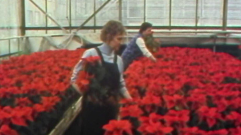 Archiv ČT24 - Po roce opět Vánoce