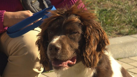 Chcete mě? - Chcete je?