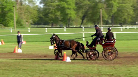 Jezdectví - CAIO Kladruby: Rudolfův pohár