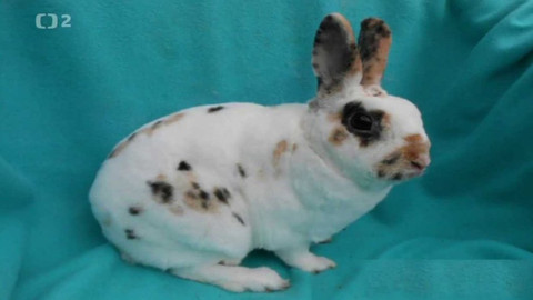 Chcete mě? - 26. listopadu 2017