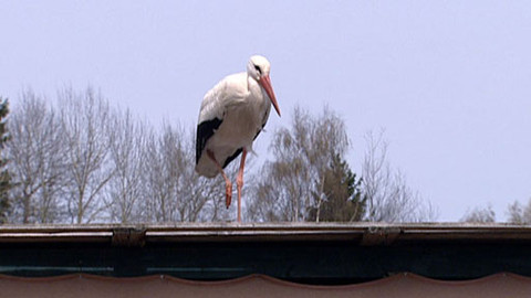 Chcete mě? - 24. dubna 2011