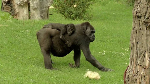 Nedej se! - Zoo, archa Noemova