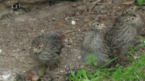 Živé srdce Evropy - Koroptev polní