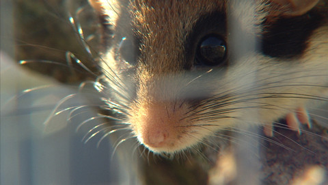 Chcete mě? - 26. dubna 2015