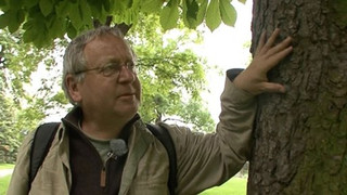 Čtrnáct svatých pomocníků