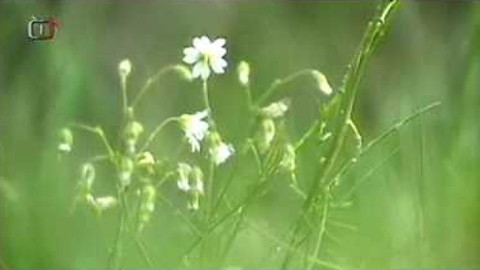 Živé srdce Evropy - Rožec kuřičkolistý