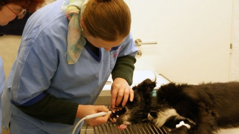 Nevzdávej to - Sestřička na veterině