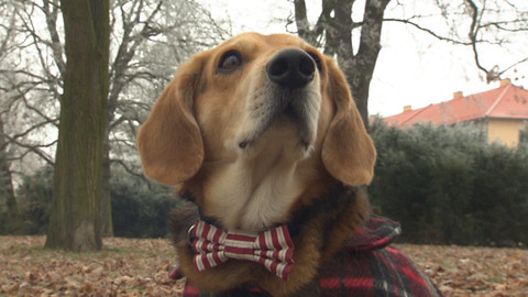 Chcete mě? - 29. ledna 2017