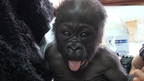 Příběhy zvířecích miminek - Epizoda 2/28