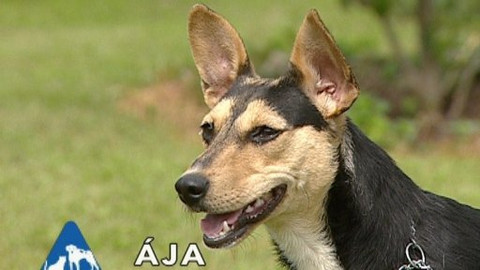 Chcete mě? - Chcete je?