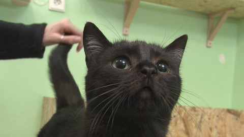 Chcete mě? - Chcete je?