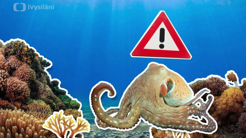 To je něco! - Proč chobotnice vystřikují inkoust?