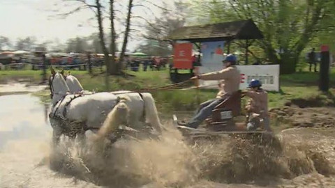Jezdectví - Mezinárodní závody jezdeckých spřežení Kladruby