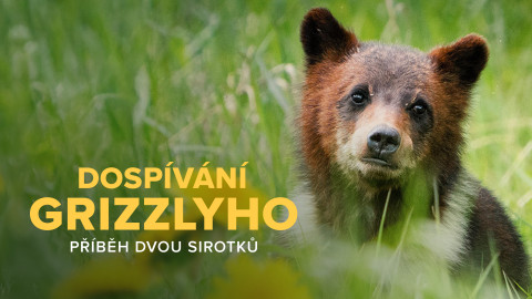 Dospívání grizzlyho: Příběh dvou sirotků
