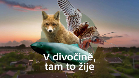 V divočině, tam to žije