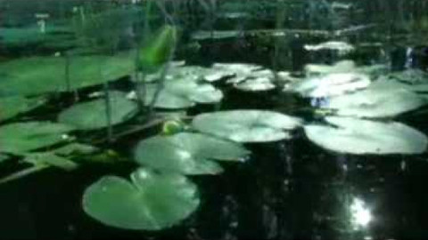 Živé srdce Evropy - Stulík malý