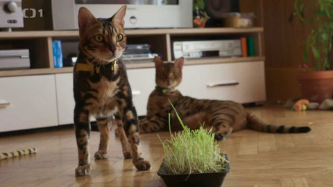 Kočka není pes - Nevychovaní Max a Viki a šikanovaná Minie