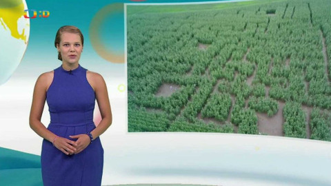 Zprávičky - 31. července 2017