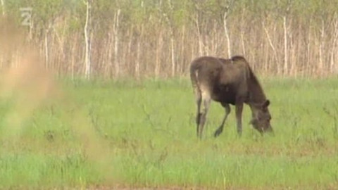Přidej se - Biebrza