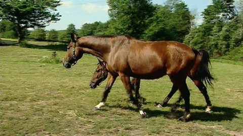 Zašlapané projekty - Vzkříšení Moravského teplokrevníka
