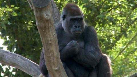 Gorilí povídání - 1/13 O nás gorilách