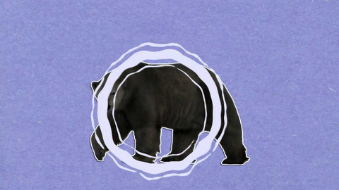 To je něco! - Lední medvědi nejsou ve skutečnosti bílí!