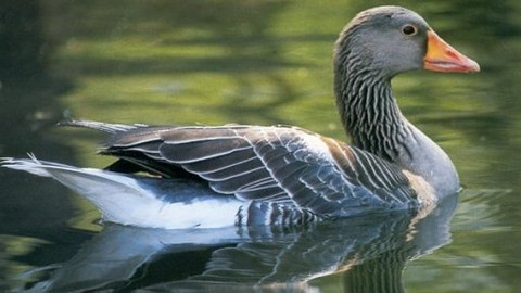 Vodní ptáci - 6/10 Hloupá huso!?