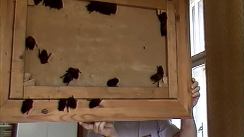 Archiv dne - 5. září 1991: Netopýři