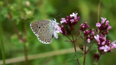Nedej se! - Radiměřské motýlí království