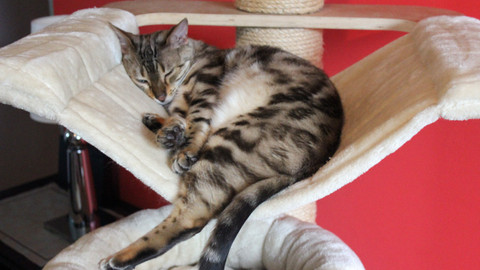 Kočka není pes - Znesvářené Jasmínka, Sissi a Abigail a uštěkaní Máša a Jáchym