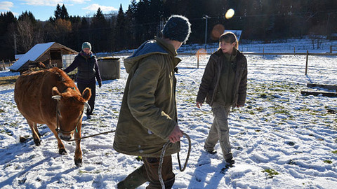 Malá farma - Kravské odcházení