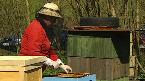 Přidej se - Včely ve městě