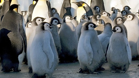 Zmrzlá planeta - 5/8 Zima