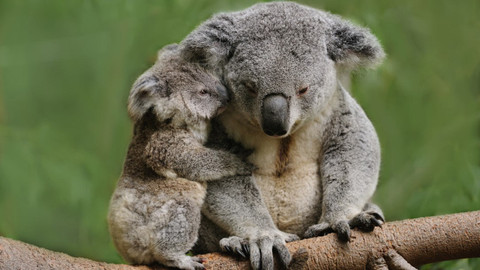 Neobyčejná mláďata - 5/6 Australští bojovníci