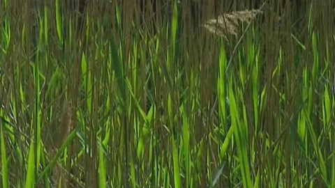 Nedej se! - Golf v Klánovickém lese III.