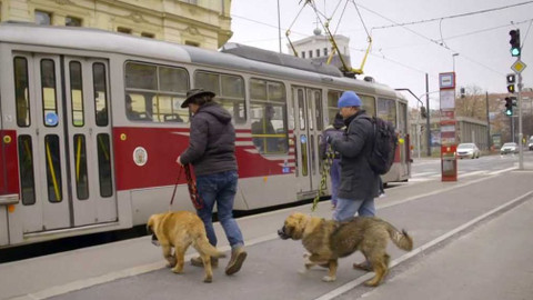 Kočka není pes - Mladá Adélka a asociální Lucky
