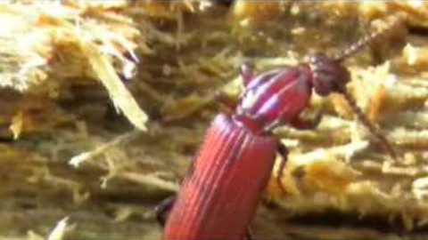 Živé srdce Evropy - Rýhovec pralesní